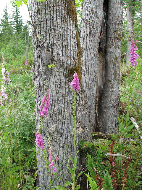 Foxgloves against Maple