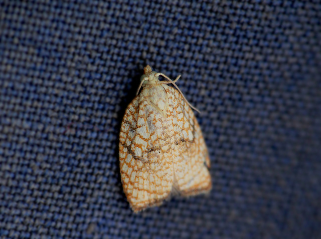 Acleris forsskaleana