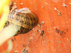 Patio Life: Poss Money Spider sp.