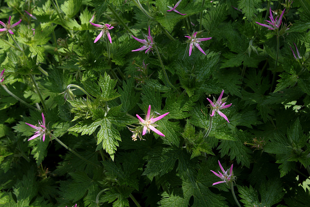 Geranium x oxonianum 'Sherwood'