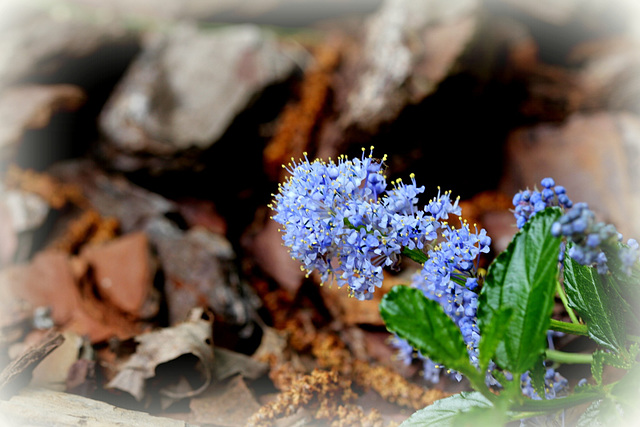 Ceanothe thyrsiflorus repens