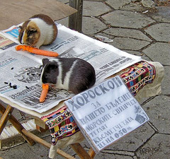 Guinea Pigs