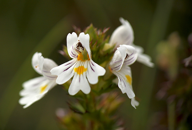 Eyebright