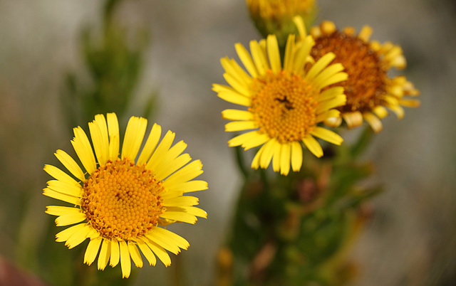 Golden Samphire