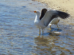 Pacific Gull pair