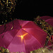 Pink parasols