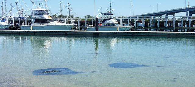 stingrays arrive