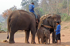 Elephant Camp