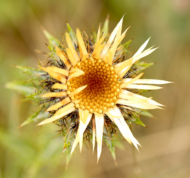 Carline Thistle Carline Thistle