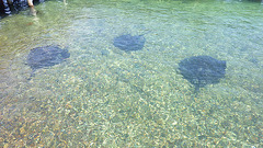 stingray trio