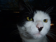 Billie the Kitler