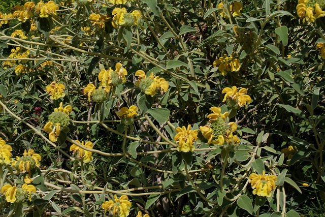 Phlomis fruticosa