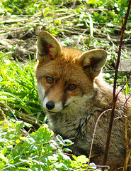 Fox in my garden