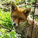 Fox in my garden