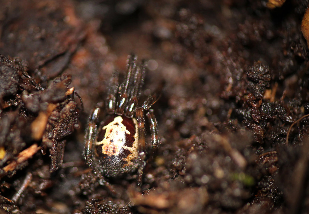 Noble False Widow Male