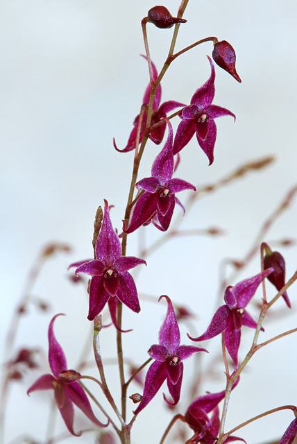 Lepanthopsis astrophora 'Stalky'