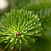 Patio Life: Christmas Tree