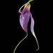 Masdevallia lamprotyria