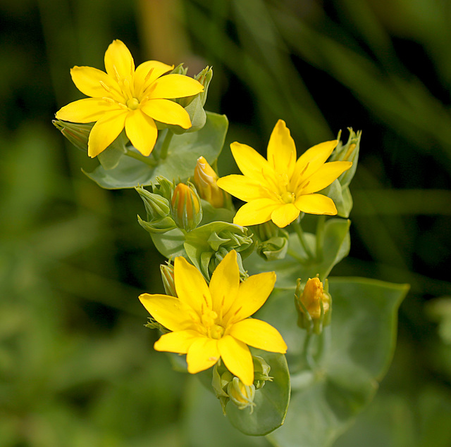 Yellow Wort