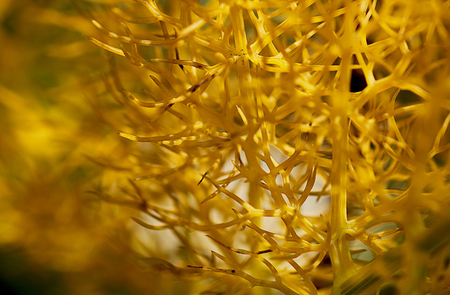 Fennel Abstract