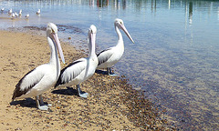 pelicans in San Remo