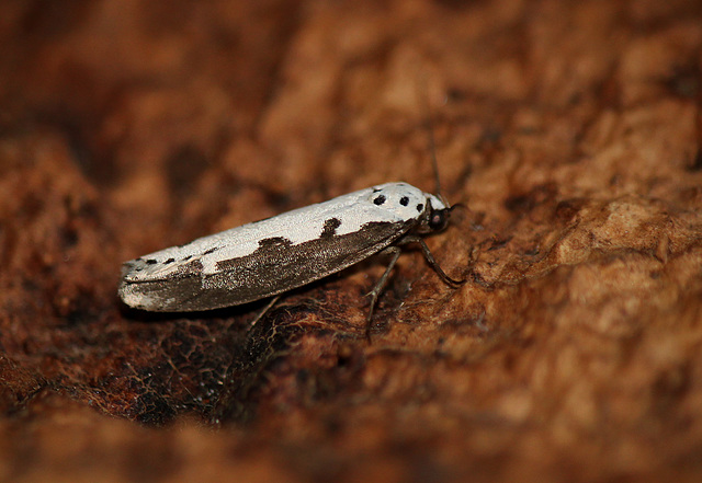 Ethmia bipunctella