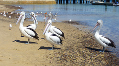 pelicans in San Remo