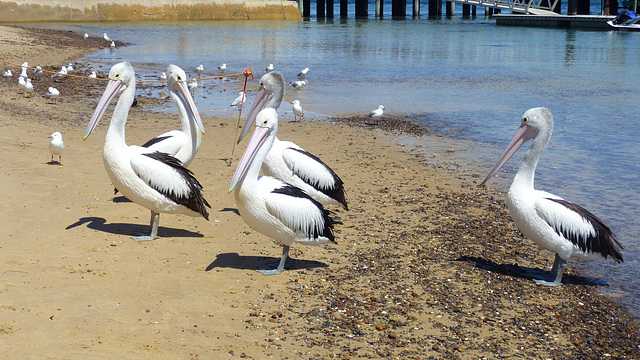 pelicans in San Remo