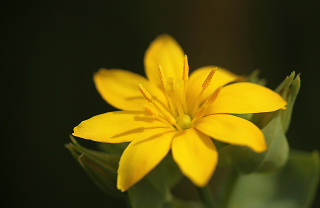 Yellow Wort