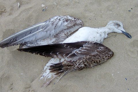 Dead Seagull