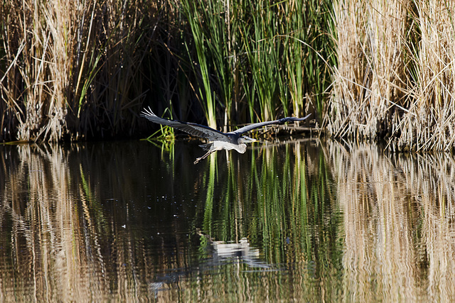 Great Blue Heron