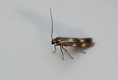Bucculatrix nigricomella