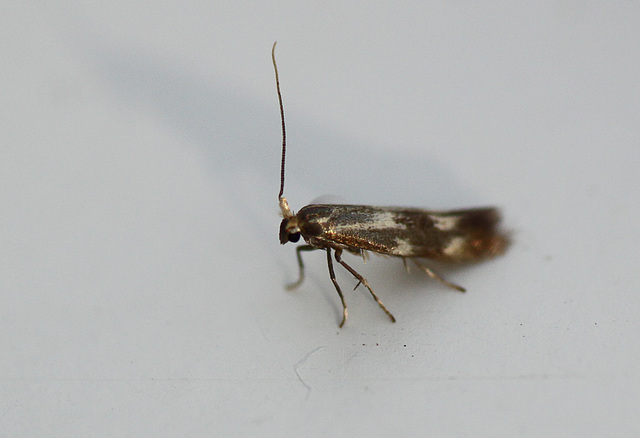 Bucculatrix nigricomella