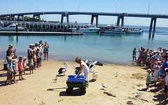 feeding the pelicans