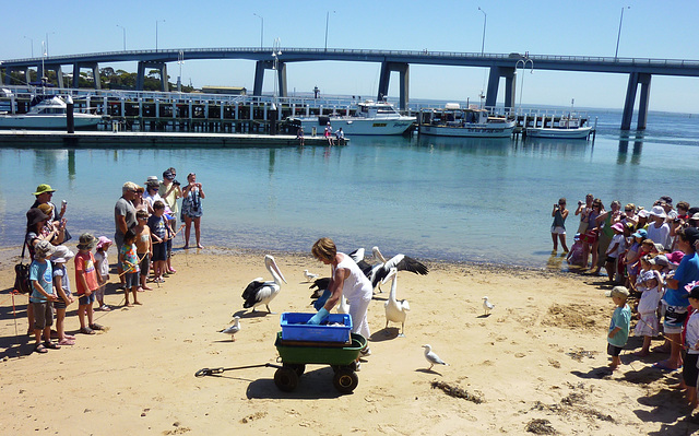 feeding the pelicans