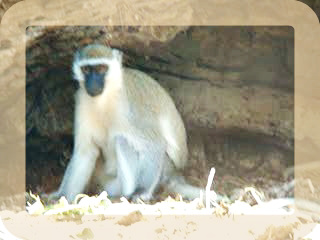 Vervet monkey enclosure