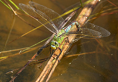 Female Emperor Dragonfly Oviposting