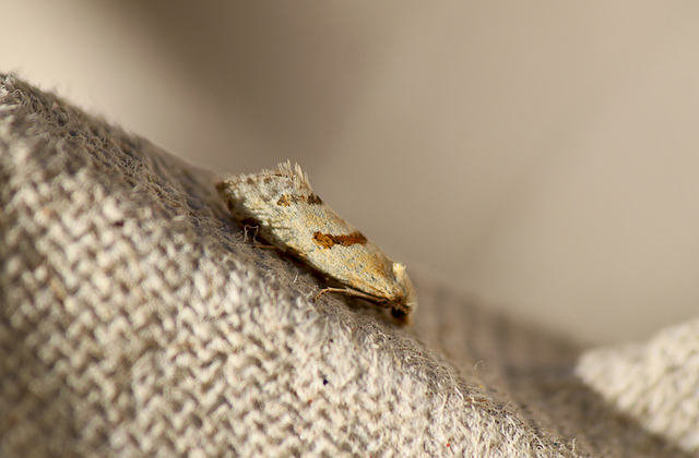 Aethes smeathmanniana
