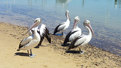 pelicans in San Remo