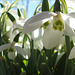 DSCF5375 snowdrops crop sm