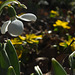 DSCF5381 snowdrop and yellow sm