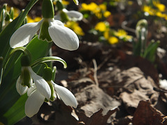 DSCF5384 snowdrops and yellow sm