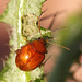 Leaf Beetle