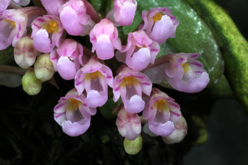 Schoenorchis seidenfadenii