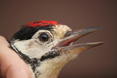 Great Spotted Woodpecker Juvenile