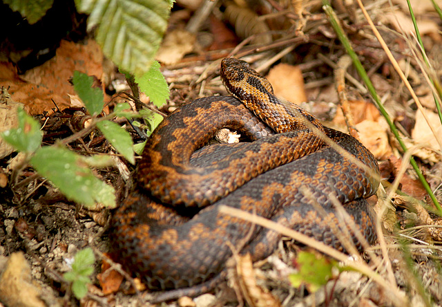 Adder Sunning