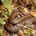 Adder Sunning