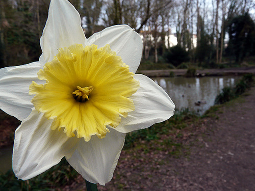 Daffy Dill