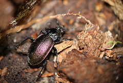 Ground Beetle