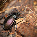 Ground Beetle